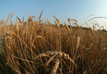National Wheat Yield Winner Tops 202 Bushels Per Acre