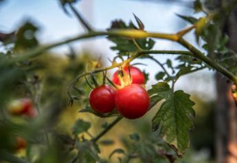 West Coast Tomato invests in workers