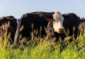 Cattle markets rallied the first week of November