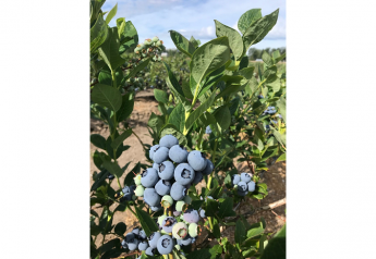 Berry People supplies year-round demand, including organic