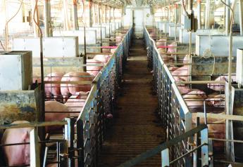 A Recipe for Innovation Success in the Pork Industry