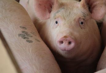 Unpredictable Times Call for Unpredictable Measures in Pork Industry