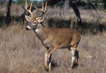 In Wisconsin, Chronic Wasting Disease s concentrated among white-tailed deer in southwestern and southeastern counties.

