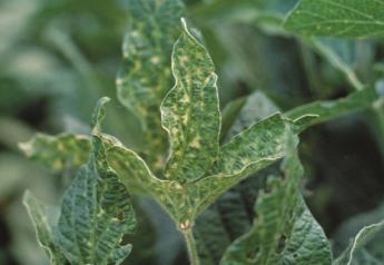 ISU researchers look for genetic solution to SDS in soybeans