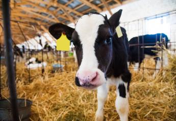 <p>Calf-in-the-cowshed.jpg</p>