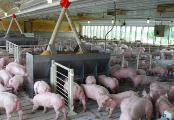 Cash Feeder Pig Prices Average $42.22, Up $0.75 Last Week