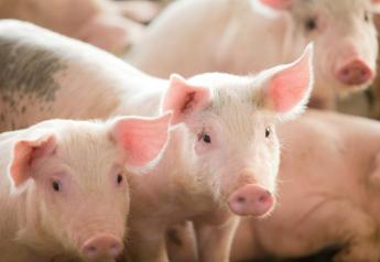 Cash Weaner Pig Prices Average $35.90, down $0.22 Last Week