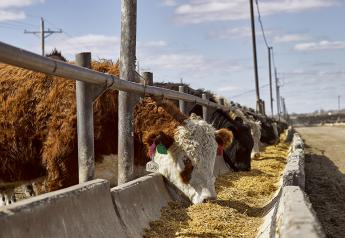 Cattle Producers Grapple With Market Reform