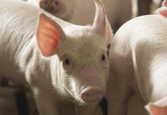 Hard Questions the Pork Industry Needs to Tackle in 2021