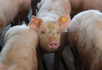 Cash Feeder Pig Prices Average $97.38, Down $0.76 Last Week