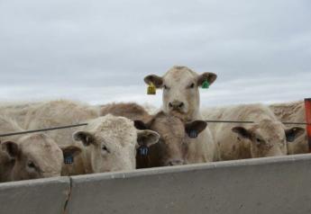 Peel: Cattle Markets Back on Offense