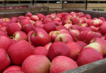 Hudson River Fruit Distributors sees excellent quality, strong demand
