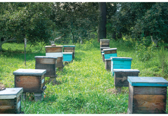Farmers who are members of PRAGOR, one of the three cooperatives West Bridge-water, Mass.-based Oke USA Fruit Co./Equal Exchange Produce works with in the Mi-choacan, Mexico, avocado-growing area, have implemented apiculture – or beekeeping — projects in avocado orchards, says Nicole Vitello, president of Oke USA.