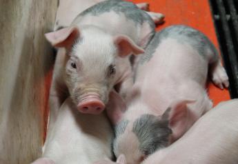 Cash Weaner Pig Prices Average $29.62, Down $0.72 Last Week