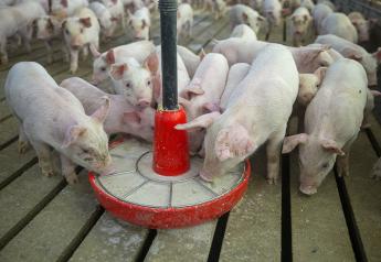 Cash Feeder Pig Prices Average $78.33, Up $2.24 Last Week