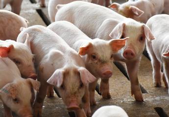 Cash Weaner Pig Prices Average $50.56, Down $0.38 Last Week