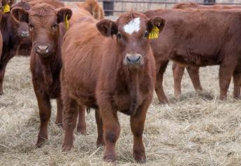 Peel: Feeder Cattle Markets Jump into December