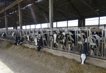 Milk Shatters Records, Springer Markets Stay Steady