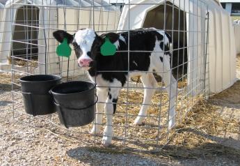 It’s challenging to feed water to young dairy calves in the freezing months of winter, but it’s also highly important.