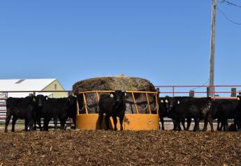 Feeding hay