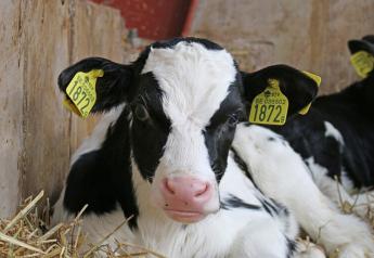 Calves Could Benefit from Physical Enrichment