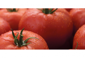 USDA: Mexican tomato output and exports forecast to rise