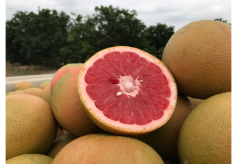 Wonderful Citrus looks for strong season in Texas