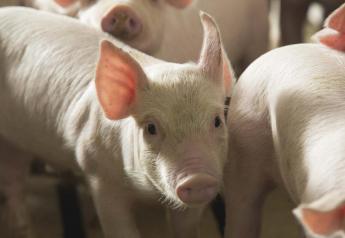 Cash Weaner Pig Prices Average $43.23, Up $2.35 Last Week