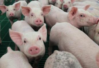 Cash Weaner Pig Prices Average $45.81, Up $2.58 Last Week