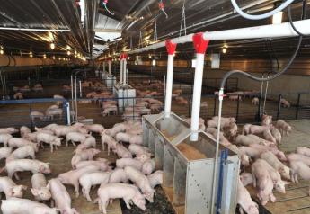 Cash Feeder Pig Prices Average $56.15, Up $0.32 Last Week
