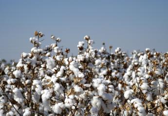 Cotton Dips to Over One-Month Low on Firm Dollar, Texas Rains