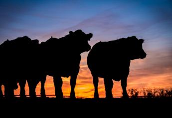 Facility Focus: Is Your Farm Equipped to Raise Beef-on-Dairy?