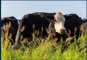Genetic sequencing allows for the identification of the specific DNA footprint of a disease, which will allow for improved disease surveillance when illness is detected in a herd.