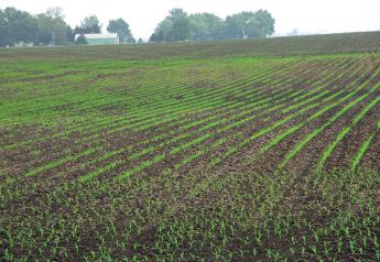 What Went Wrong In My Corn Field?