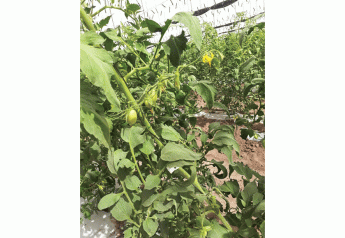 Calavo increases roma tomato acreage