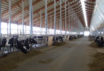 Straw Can Pose Mycotoxin Risk in Dairy Heifer Diets