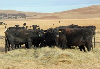 Unlocking the Secrets of Forage Analysis: A Guide to Informed Feeding Decisions