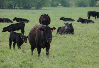 CAB Insider: Looking Ahead to Marketing Spring Calves
