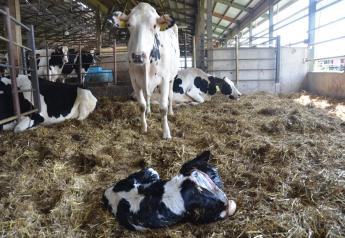 Calving: The New Frontier in Pain Management