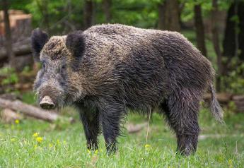 Italy Confirms Case of African Swine Fever in Wild Boar