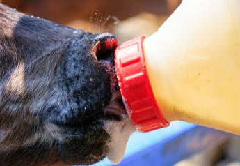 New Study Supports Value of Feeding Transition Milk