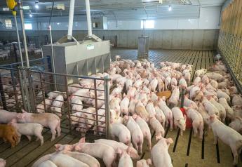 Cash Feeder Pig Prices Average $79.30, Down $15.88 Last Week