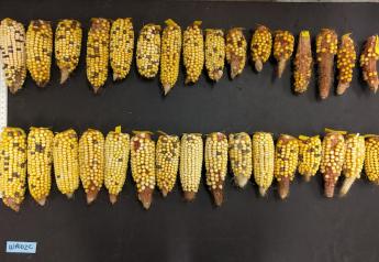 A new variety of corn, bottom, compared to a non-engineered variety, top. Both types were grown under warm nighttime temperatures, but the new variety had 40% greater yield. Photo by Camila Ribeiro