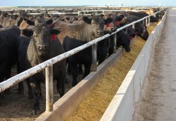 Noise, Uncertainty Drag on Cattle Markets