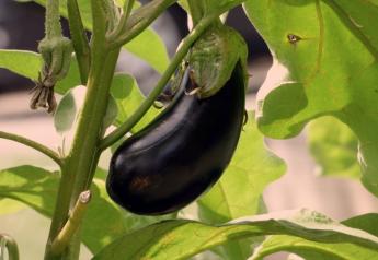 Ciruli Bros. adds plantings of cucumbers, green bell peppers, eggplant