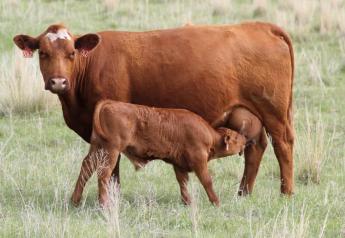Fall Calving in Hot Weather