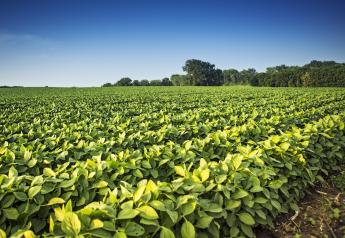 BASF introduces Renestra Insecticide