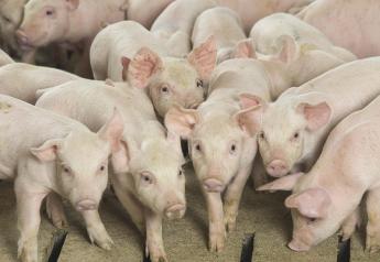 Age and Weight Impact Quality Weaned Pig Production 