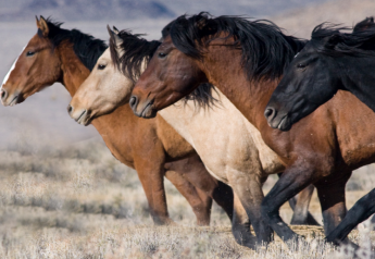 Nevada Ranchers Sue BLM Over Wild Horses