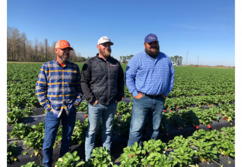 Wish Farms is adding strawberry acreage in Florida. Pictured are Chris Parks (from left), farm manager; Tyrell Pierson, food safety manager; and Kane Hannaford, assistant farm manager.